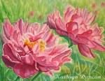 Springtime Red Blooms - Peonies