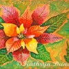 kathryn-duncan-poinsetia-rose-hpr-e_wm