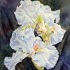 kathryn-duncan-blue-velvet-irises3-e_wm