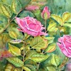 kathryn-duncan-rose-garden-E_wm