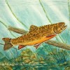 kathryn-duncan-brook-trout-E_wm