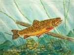 "Brook Trout"