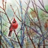 kathryn-duncan-spring-cardinal-2024-web500_wm
